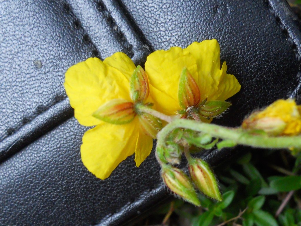 Helianthemum nummularium